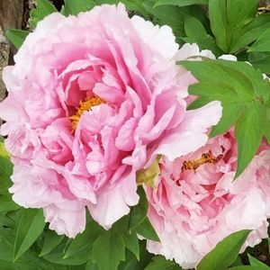 Meet your Posher, Shannon